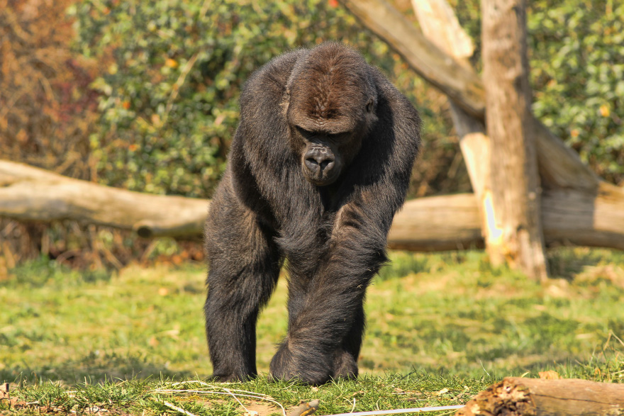 Gorila Nížinná (Gorilla gorilla)