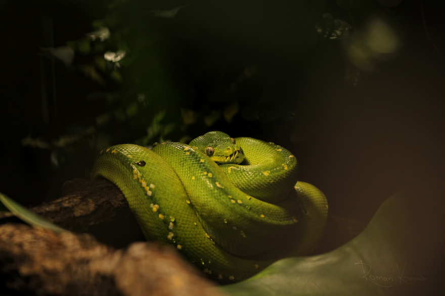 Krajta zelená (Morelia viridis)
