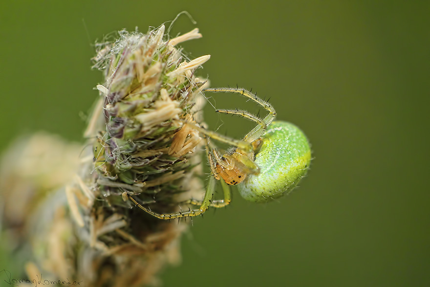 Křižák zelený (Araniella cucurbitina) 