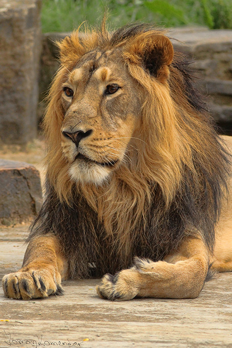  Lev indický (Panthera leo persica)