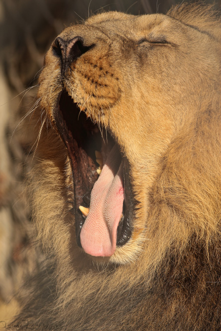 Lev indický (Panthera leo persica)