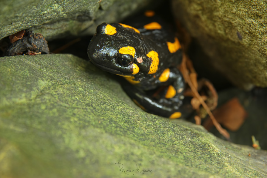 Mlok skvrnitý (Salamandra salamandra) 