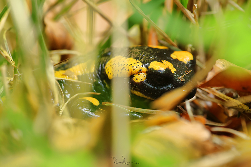 Mlok skvrnitý (Salamandra salamandra) 