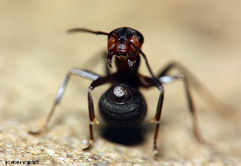  Mravenec lesní (Formica rufa)