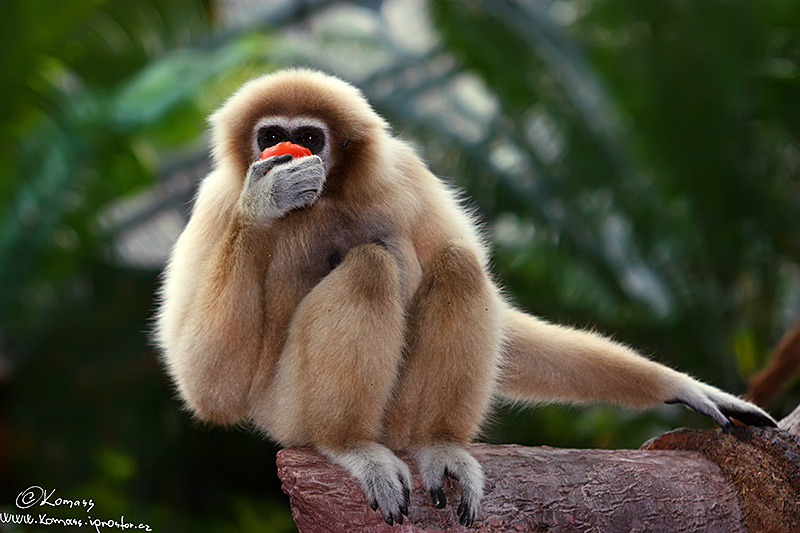 Orangutan Sumaterský (Pongo pygmaeus abelii)
