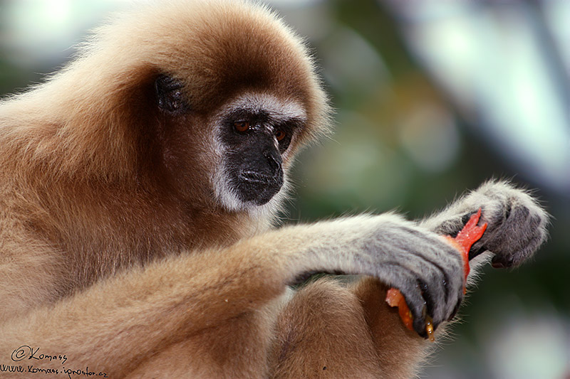 Orangutan Sumaterský (Pongo pygmaeus abelii)