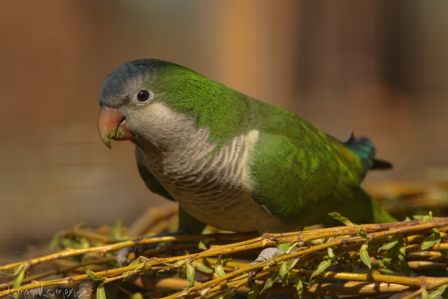 Papoušek mniší (Myiopsitta monachus, Boddaeart 1783)