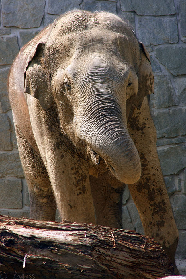 Slon indický (Elephas maximus)