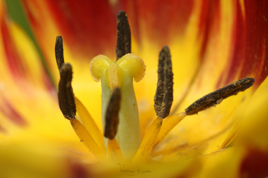 Tulipán (Tulipa) 