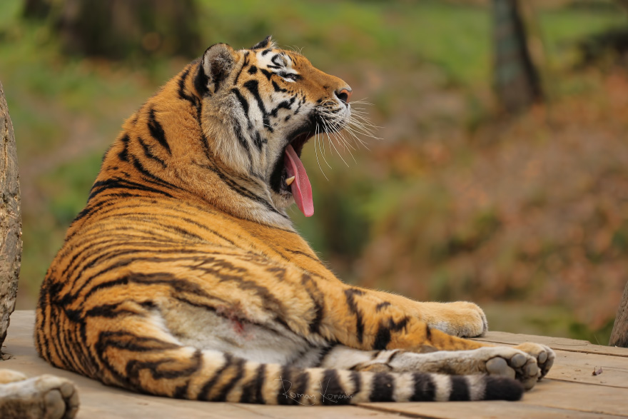 Tygr ussurijský (Panthera tigris altaica)