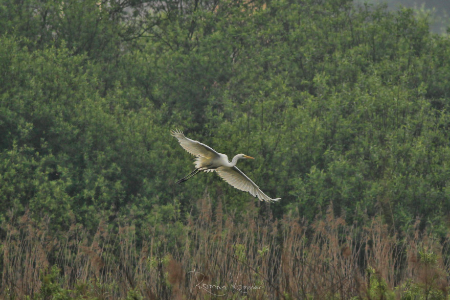 Volavka bílá (Egretta alba)