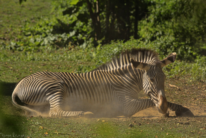 Zebra Grévyho (Equus grevyi)