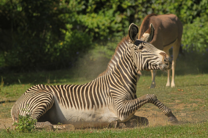 Zebra Grévyho (Equus grevyi) 