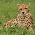 Gepard Štíhlý (Acinonyx jubatus)