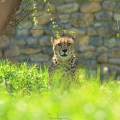 Gepard Štíhlý (Acinonyx jubatus)