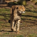 Gepard Štíhlý (Acinoxis jubatus)