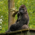 Gorila Nížinná (Gorilla gorilla)