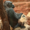 Gorila nížinná (Gorilla gorilla gorilla )