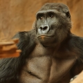 Gorila nížinná (Gorilla gorilla gorilla )