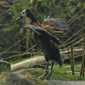 Husička vdovka (Dendrocygna viduata)