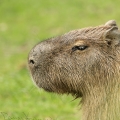 Kapybara  (Hydrochaeris hydrochaeris)
