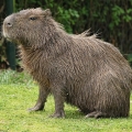 Kapybara  (Hydrochaeris hydrochaeris)