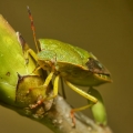 Kněžice zelená (Palomena viridissima)