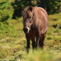 Kůň domácí (Equus caballus)