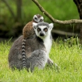 Lemur kata  (Lemur catta)