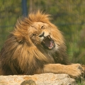 Lev indický (Panthera leo persica)
