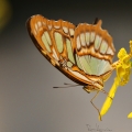 Malachitový motýl