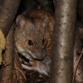 Myšice temnopásá (Apodemus agrarius)