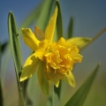 Narcis žlutý (Narcissus pseudonarcissus)