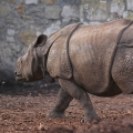 Nosorožec indický (Rhinoceros unicornis)