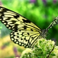 Otakárek (Papilio glaucus)