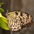Otakárek (Papilio glaucus)