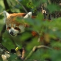 Panda červená (Ailurus fulgens fulgens)