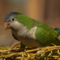 Papoušek mniší (Myiopsitta monachus...