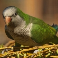 Papoušek mniší (Myiopsitta monachus...