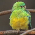 Papoušek zpěvavý (Psephotus haematonotus)