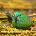 Papoušek zpěvavý (Psephotus haematonotus)