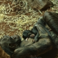 Šimpanz hornoguinejský (Pan troglodytes...