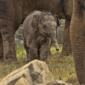 Slon indický (Elephas maximus)