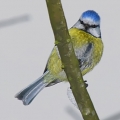 Sýkora modřinka (Parus caeruleus)