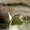Tučňák Humboldtův  (Spheniscus humboldti)