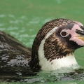 Tučňák Humboldtův  (Spheniscus humboldti)