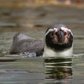 Tučňák Humboldtův (Spheniscus humboldti)