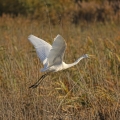 Volavka bílá (Egretta alba)