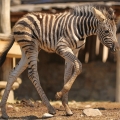 Zebra Burchellova (Equus Quagga Burchellii)