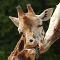 Žirafa Rothschildova  (Giraffa...